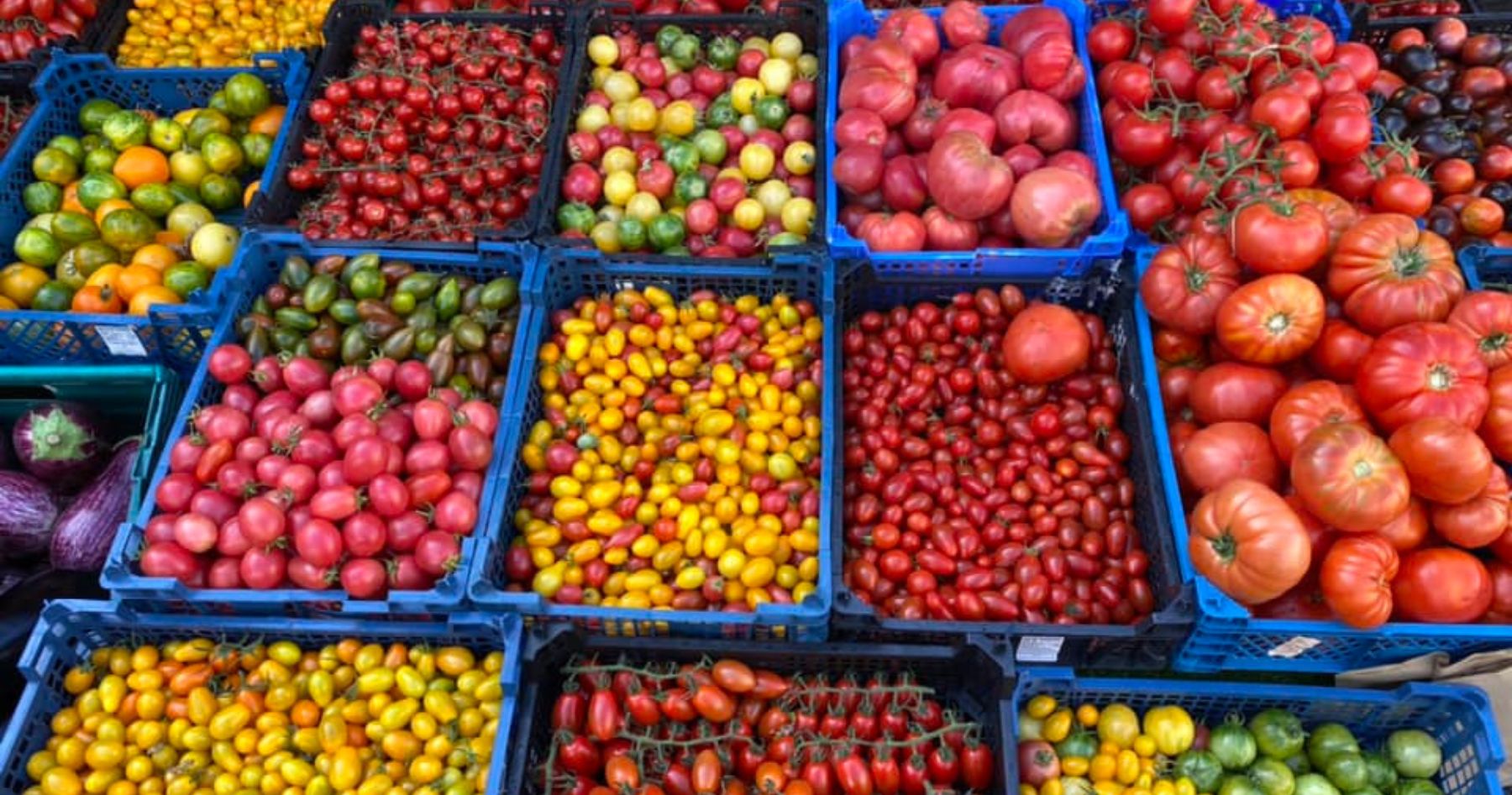 Fen tomato farm at Ely Markets